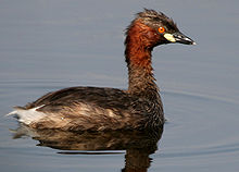 Un oiseau aquatique gris sombre brunâtre, avec la partie haute du cou presque rousse, l'œil orange vif et une tâche blanchâtre légèrement jaunâtre à la base de son bec pointu.