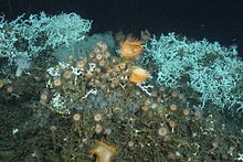  Récif à Lophelia pertusa sur lequel sont fixées des anémones de mer de différentes espèces