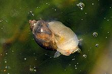 Un escargot à coquille en spirale à l'envers à la surface de l'eau. On distingue la bouche.