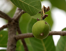 Madhuca longifolia var latifolia (Mahua) fruit W IMG 0245.jpg