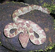 Malabar pit viper.jpg