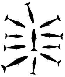 Schéma représentant une dizaine de cachalots entourant radialement un onzième individu, s'organisant comme les pétales d'une fleur.
