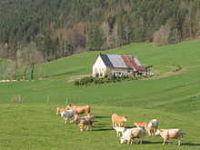 Les vaches à Méaudre.
