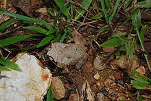 Megophrys ligayae04.jpeg