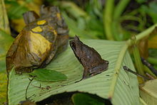 Megophrys stejnegeri01.jpeg