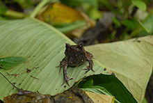 Megophrys stejnegeri05.jpeg
