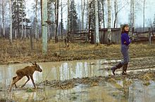 Une jeune femme en bottes de caoutchouc marche à travers une clairière boueuse au sein d'un bois à la en:Kostroma Moose Farm, et est suivie par un très jeune élan qui s'efforce de la suivre.