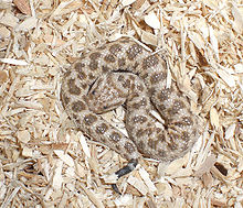 My cerastes vipera cropped.jpg