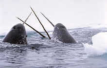 Deux gros mammifères marins de couleur grise foncée, dont on voit les évents, émergent de l'océan en laissant apparaître la longue dent torsadée qui dépasse de leur bouche. Il y a des morceaux de glace ou de banquise autour d'eux.