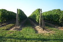 Photographie montrant des rangs de vigne rognés au cordeau.