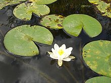 Photo sur fond d'eau sombre d'un nénuphar blanc, plante aquatique au feuilles rondes et vertes, et aux fleurs à pétales blancs et pistil jaune.