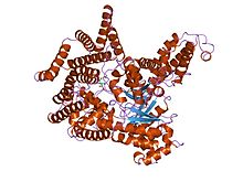 PEPC d’E. coli. PDB [http://www.pdb.org/pdb/explore.do?structureId=1FIY 1FIY