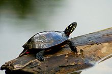 Une tortue peinte se tenant sur un bout de bois flottant