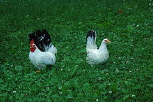 Pair of Japanese Bantams.jpg