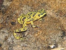 Panamonian Golden Frog 1.jpg