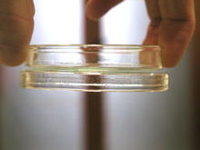 Photo d'une boîte de petri tenue par la capillarité.
