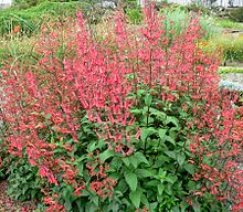 Une plante buissonnante au feuillage vert, avec une abondante floraison de trompettes rouges portée par des tiges nues, ressemblant beaucoup à un fuchsia.