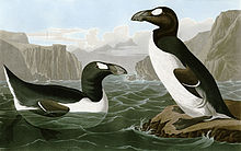 Deux Grands Pingouins, un nageant et regardant vers la droite et l'autre debout sur un rocher et regardant vers la gauche, entourés de rochers.
