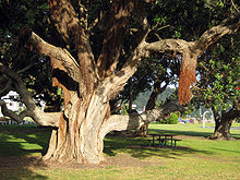Photographie d'un arbre pohutukawa