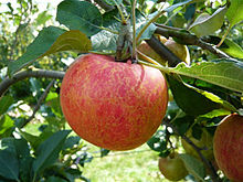 Visuel de la pomme Antarès