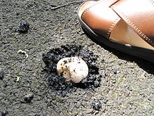 un champignon blanc surgissant du sol asphalté