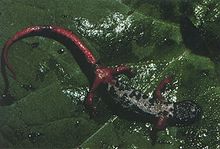 Salamandrina perspicillata02.jpg