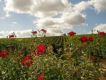 Sancerre vineyard with roses 1.jpg