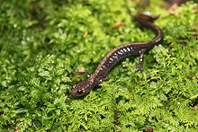 Shenandoah Salamander 05.jpg