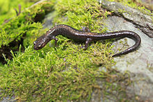 Shenandoah salamander Plethodon shenandoah.jpg