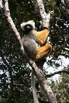 Un propithèque à diadèmes (un lémurien au dos noir et gris, une tête blanche et noire, les membres orange-roux, les mains noires et des jambes et une queue longues) grimpant à un arbre.