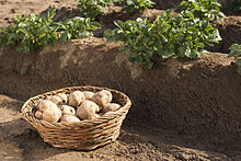 Panier de pommes de terre Amflora, posé dans un champ, devant deux rangs de plants au feuillage vert, fortement buttés.