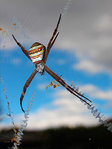 St Andrews Cross Spider against sky.jpg