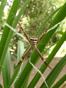 St Andrews Cross spider.jpg