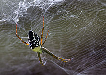Tent Spider in Cairns - Cyrtophora moluccensis.jpg
