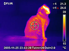 Chat domestique en Thermographie infrarouge.
