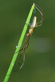 Tetragnatha.extensa.-.lindsey.jpg