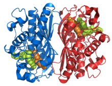 Structure de la thymidylate synthase.