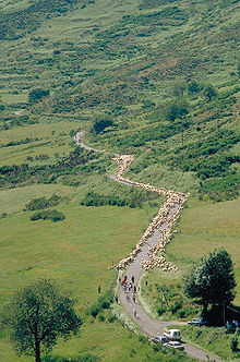 Sur presque toute la hauteur de la photo, une route en lacets traverse un paysage de prés et buissons ; la longueur du troupeau de moutons qui partent en transhumance (quelques centaines de bêtes précédées et suivies de quelques personnes et voitures) couvre trois des lacets.