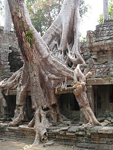 Tree intertwining with temple.jpg