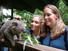 deux jeunes femmes souriant en caressant un koala dans une réserve