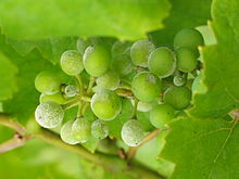 Photographie montrant des symptômes d'oïdium sur grappe de vigne.