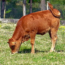 La photographie couleur montre une jeune vache ou une génisse de couleur roux. Elle broute une herbe rase fleurie en chassant les mouches de sa queue.