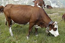 La photographe couleur montre une vache abondance de couleur acajou. Derrière elle, les autre vaches sont de la même race. En arrière pla, des rochers enneigés indiquent qu'il s'agit d'un pâturage d'altitude.