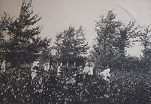 La photographie en noir et blanc représente une scène de vendange, fin XIXe siècle ou début XXe siècle. La récolte est faite par des femmes couvertes de fichu, le seul homme est porteur, avec une hotte dans le dos. La limite de la vigne semble se confondre avec la rangée d'arbre qui forme une haie en arrière-plan.
