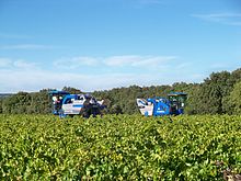 Photographie montrant une vigne récoltée par deux machines à vendanger ; ce cas peut être utile dans les grandes parcelles ou quand un orage menace.