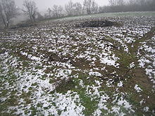 Photographie montrant un tas de souches d'une vigne arrachée, en attente d'être brûlé. (photo sous la neige)