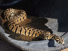 Vipera palaestinae - D7-12-5116.JPG