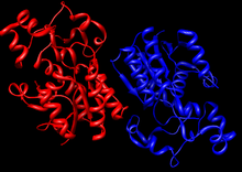 Structure cristalline d'un dimère dediphosphoglycérate mutase humaine[1].