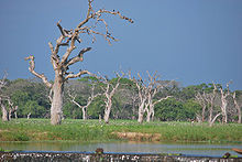 A water stream and dead trees in a wetland