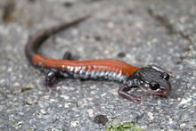 Yonahlossee salamander on rock.jpg